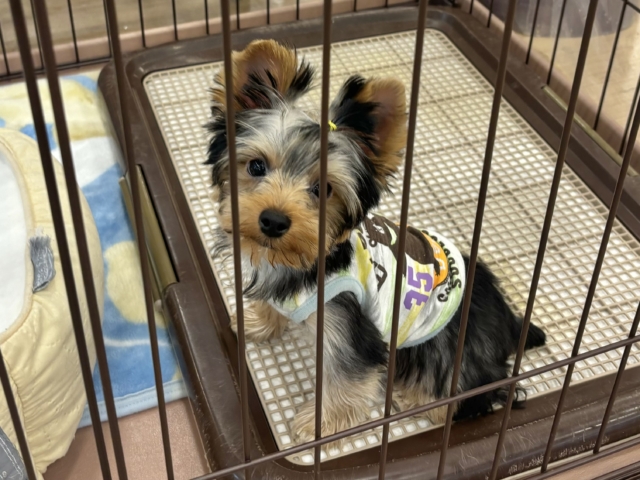 ヨークシャテリア