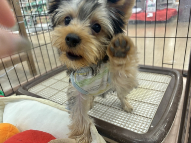 ヨークシャテリア