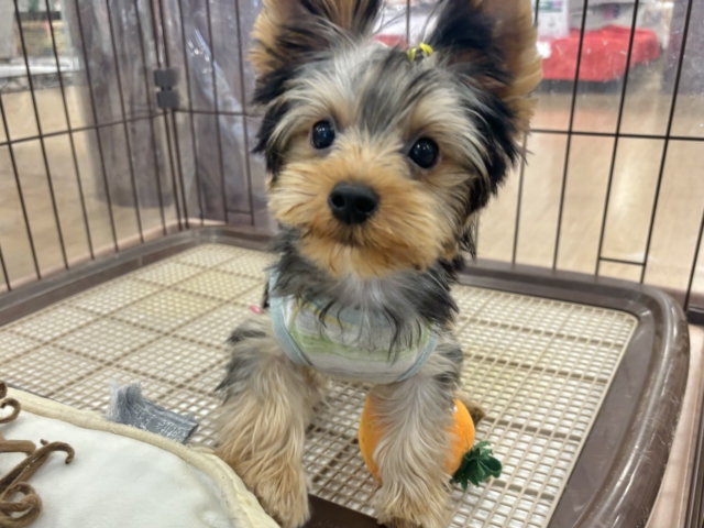 ヨークシャテリア