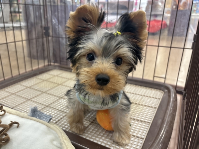 ヨークシャテリア