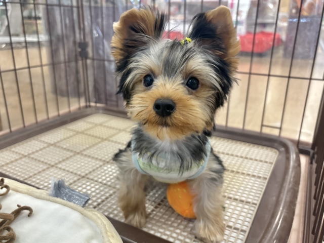 ヨークシャテリア