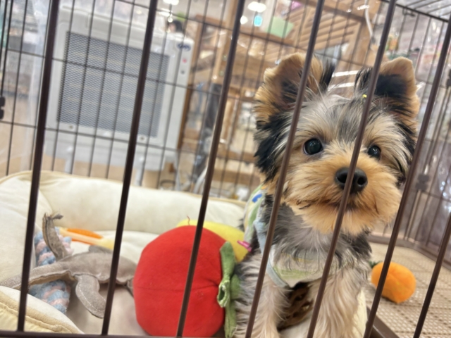 ヨークシャテリア