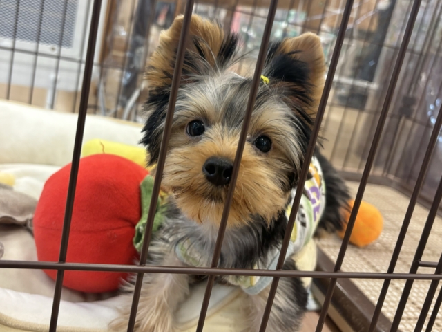 ヨークシャテリア