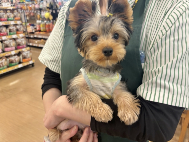 ヨークシャテリア