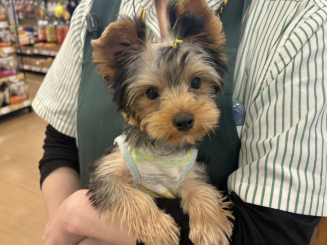 ヨークシャテリア