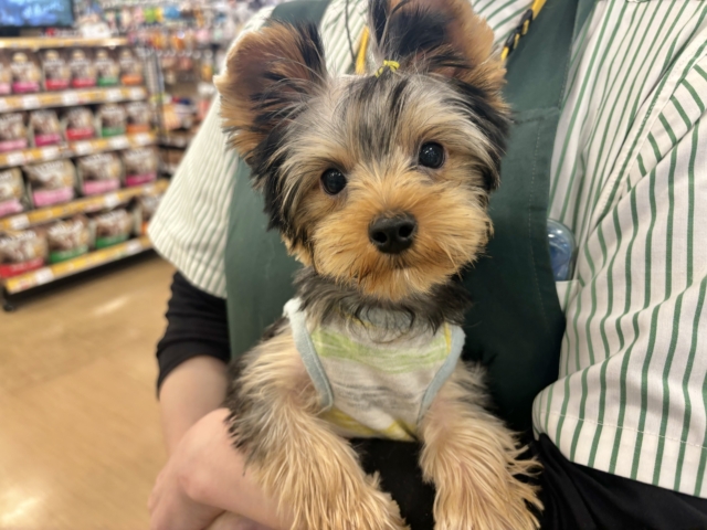 ヨークシャテリア