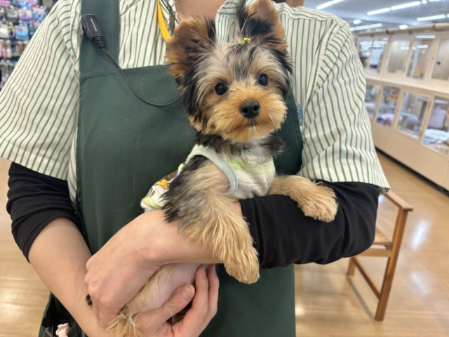 ヨークシャテリア