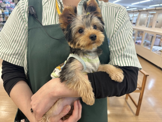 ヨークシャテリア