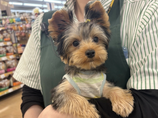 ヨークシャテリア