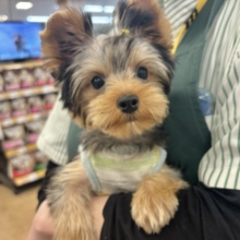 超ホヤホヤ最新画像✨僕の愛を受け止めてぇ〜♡♡ヨーキーくん！