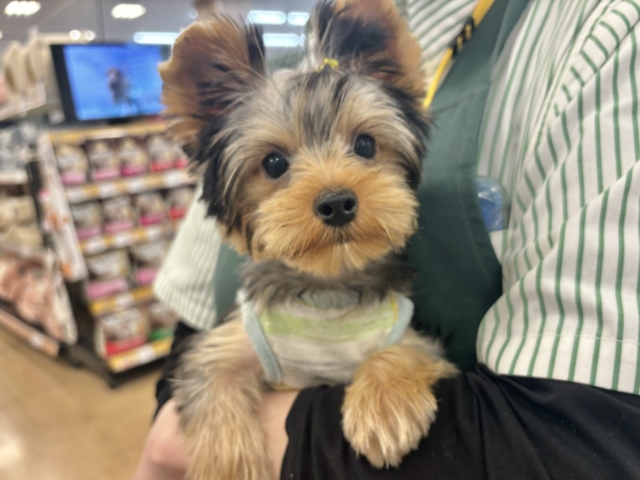 超ホヤホヤ最新画像✨僕の愛を受け止めてぇ〜♡♡ヨーキーくん！