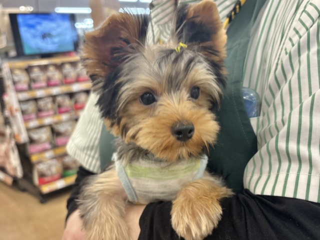 ヨークシャテリア