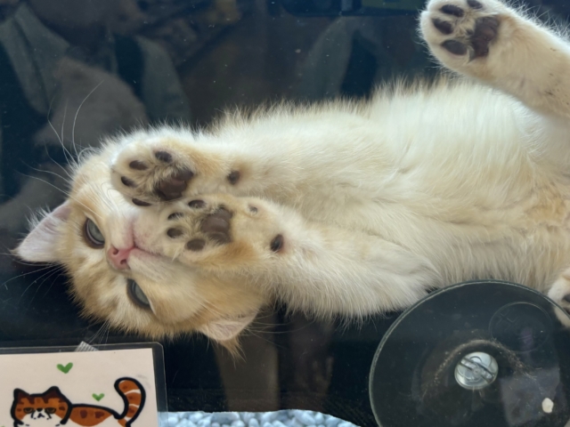 ブリティッシュショートヘア