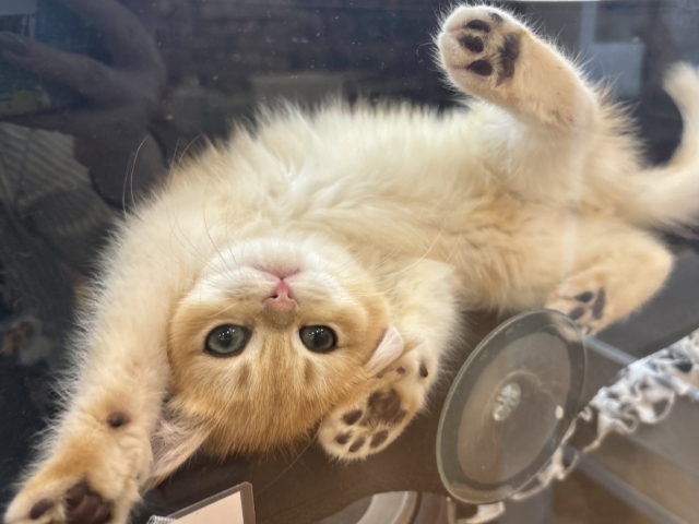 ブリティッシュショートヘア