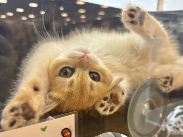 ブリティッシュショートヘア