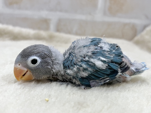 ブルーボタンインコ