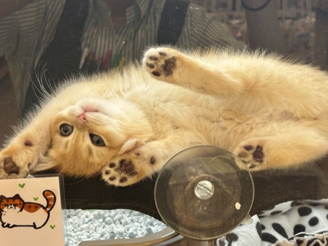 ブリティッシュショートヘア