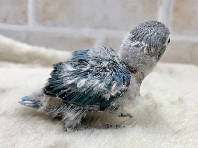 ブルーボタンインコ