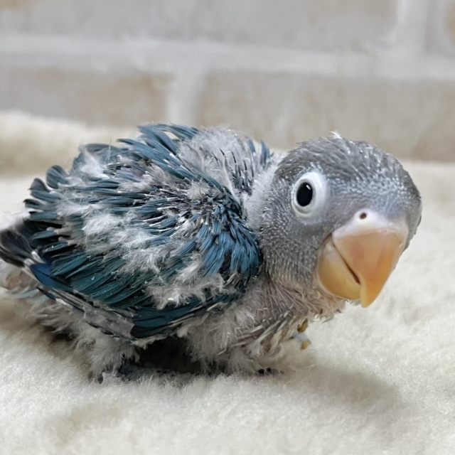 ブルーボタンインコ