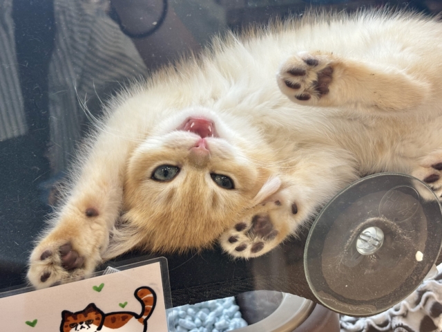 ブリティッシュショートヘア