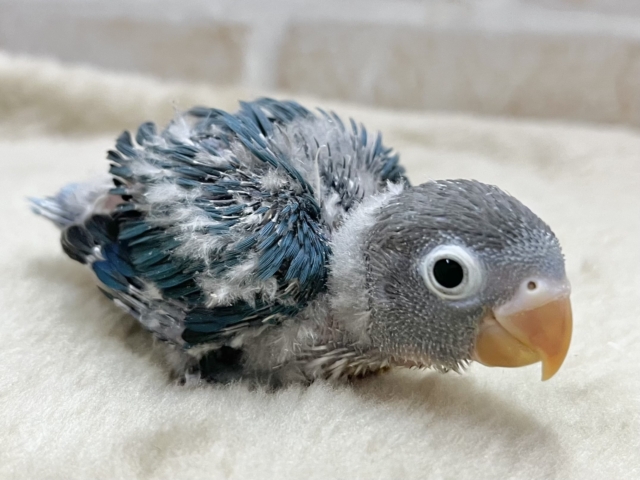 ブルーボタンインコ