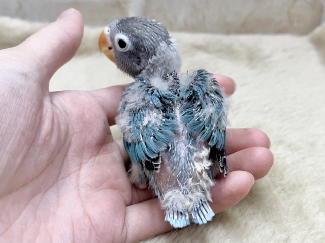 深〜いオーシャンブルー🪼💞 ボタンインコ(ブルー) ブルーボタンインコ