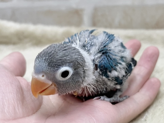 ブルーボタンインコ