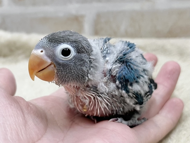 ブルーボタンインコ