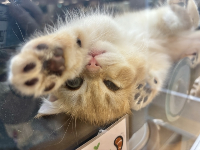 ブリティッシュショートヘア