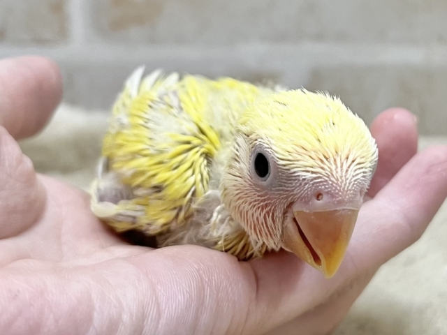 コザクラインコ（小桜インコ）