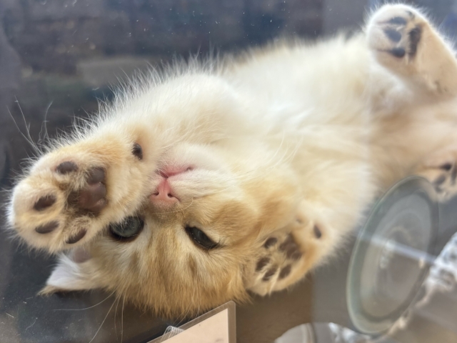 ブリティッシュショートヘア