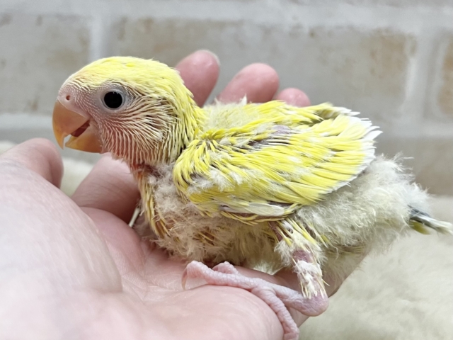 コザクラインコ（小桜インコ）
