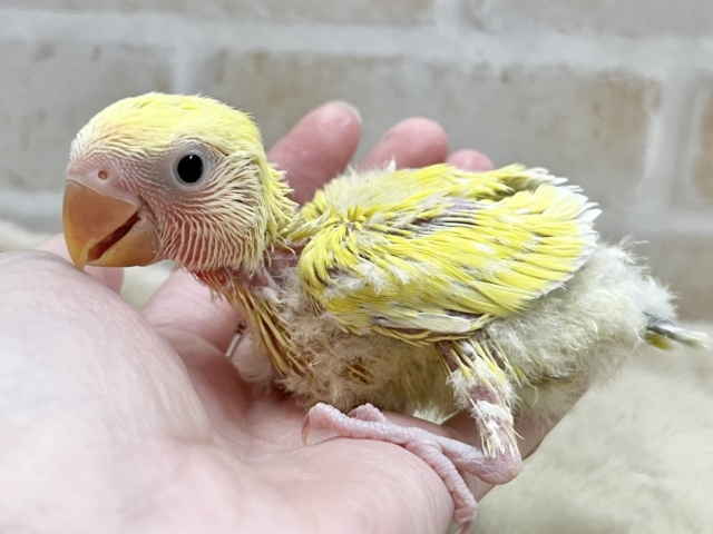 コザクラインコ（小桜インコ）