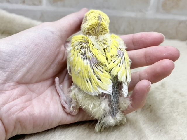 もぎたてフレッシュ🍒💛✴️ コザクラインコ(ゴールデンチェリー) コザクラインコ(小桜インコ)
