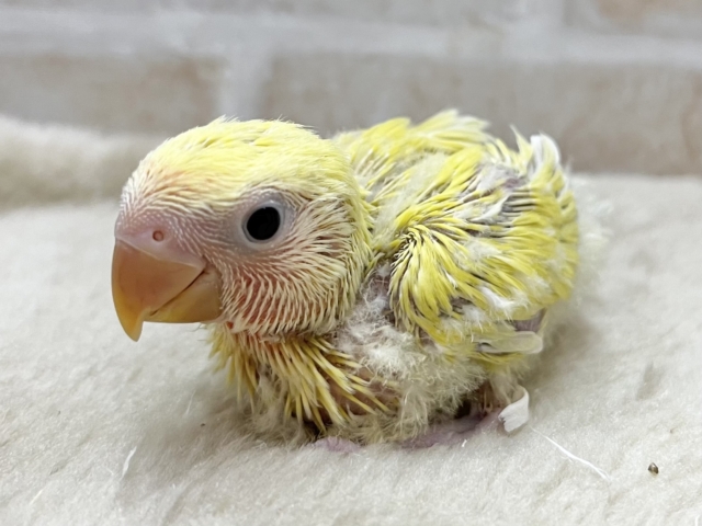 コザクラインコ（小桜インコ）