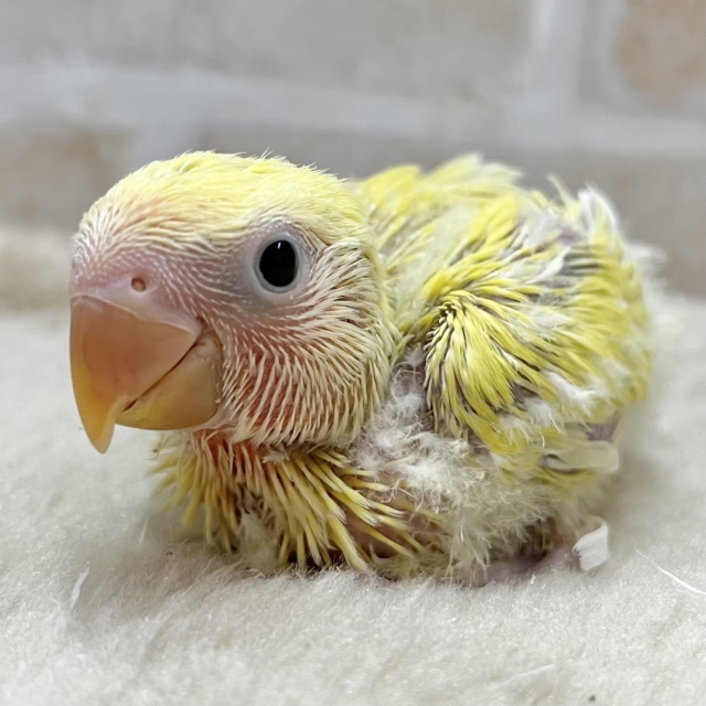 もぎたてフレッシュ🍒💛✴️ コザクラインコ(ゴールデンチェリー) もぎたてフレッシュ🍒💛✴️ コザクラインコ(ゴールデンチェリー)