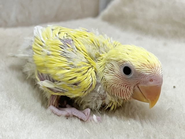 コザクラインコ（小桜インコ）