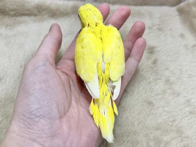 ハッピーイエロー💛🌼🎉 セキセイインコ(ルチノー) セキセイインコ