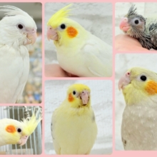 人気のオウム🦚オカメインコフェア🐥🪇
