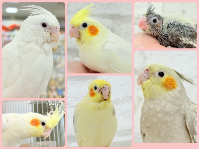 人気のオウム🦚オカメインコフェア🐥🪇