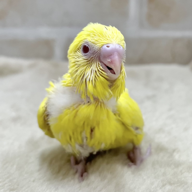 ハッピーイエロー💛🌼🎉 セキセイインコ(ルチノー) ハッピーイエロー💛🌼🎉 セキセイインコ(ルチノー)