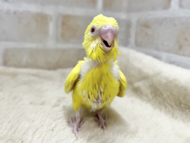 セキセイインコ