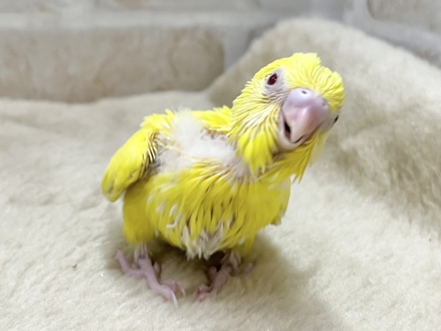 セキセイインコ