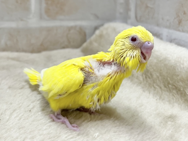 セキセイインコ