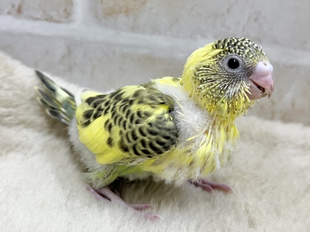 セキセイインコ