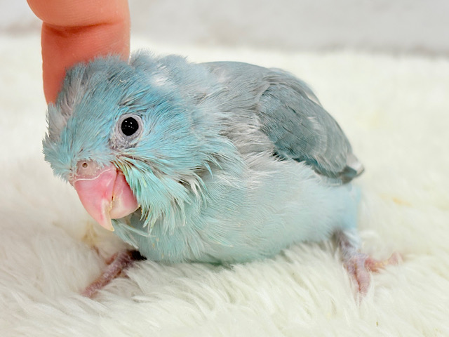 甘々な顔…可愛すぎてるｯｯ🥺💖マメルリハ(ブルーパイド) ヒナ 女の子