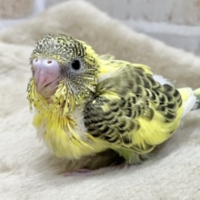 カッコいい模様です😏✨　セキセイインコ（黄ハルクイン）
