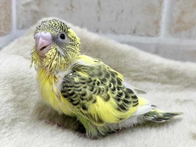 セキセイインコ