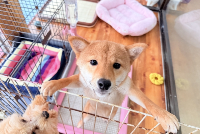 最新画像📸豆柴(赤)女の子♪呼ぶとついてくるよ! 豆柴