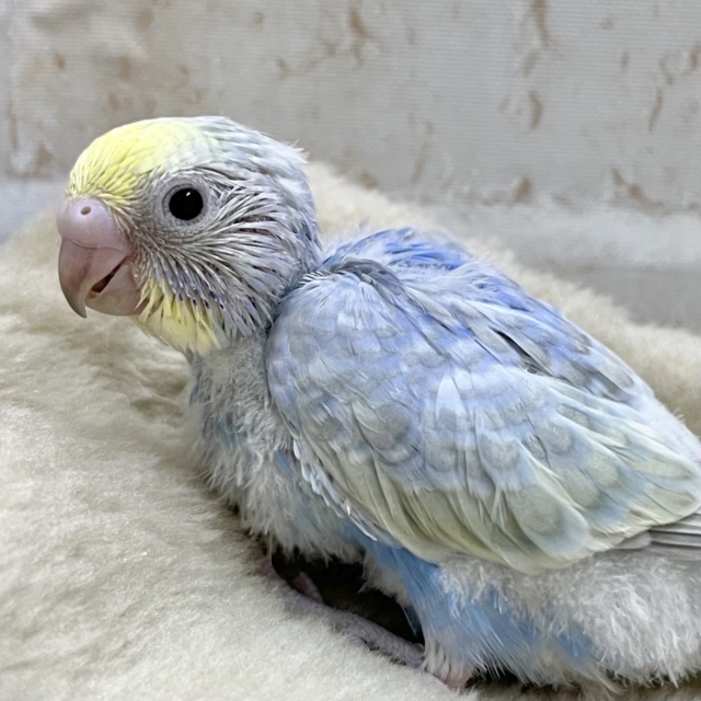 大人気のカラフルレインボー🌈✨　セキセイインコ（パステルレインボー）
